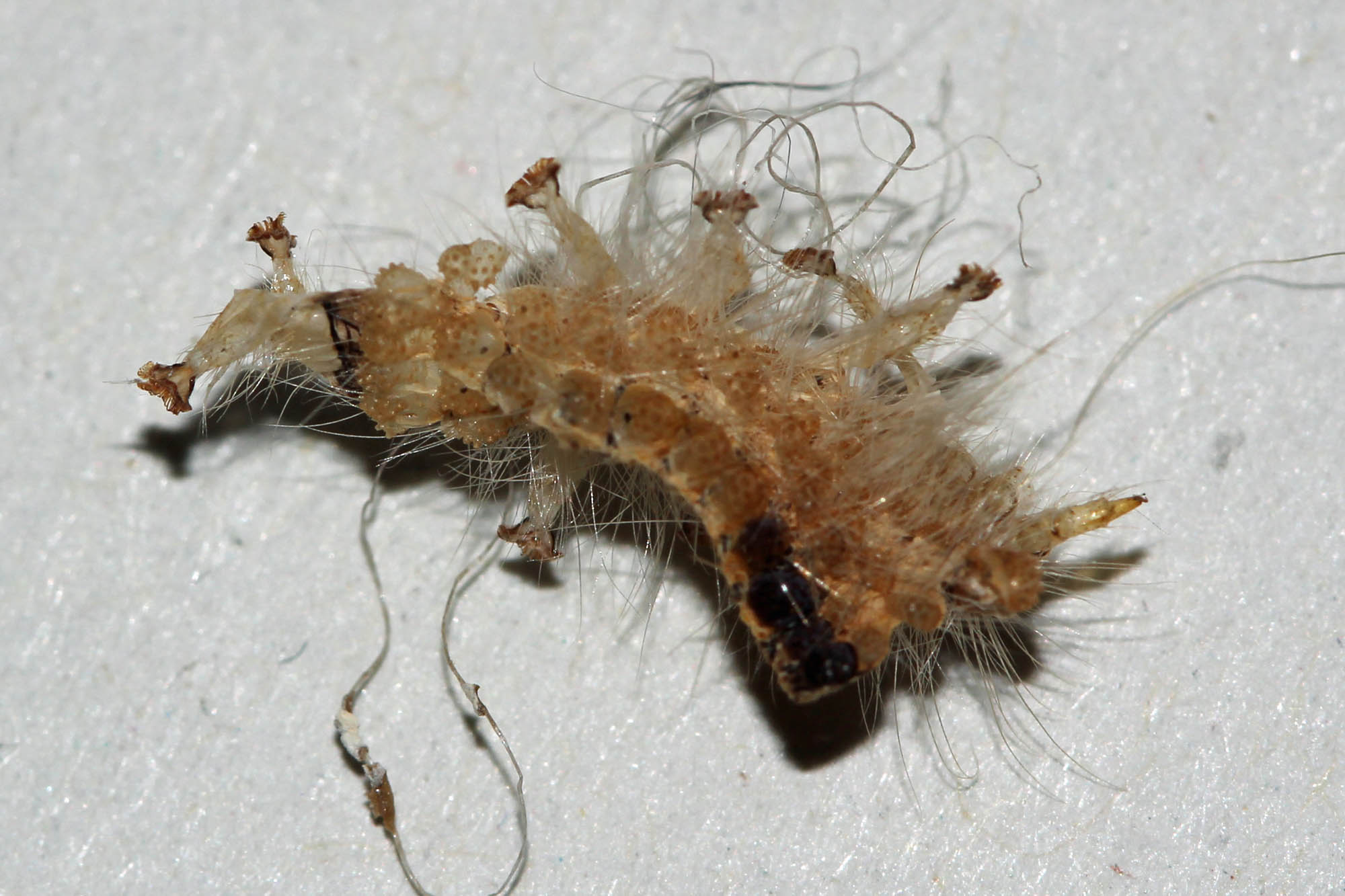 bruchi in nidi di uccello